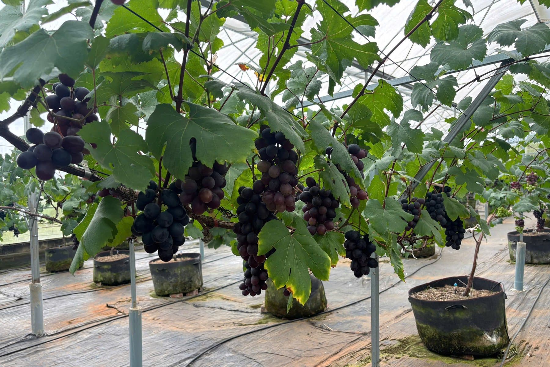 Những chùm nho trong nhà kính Bồng Lai Farm